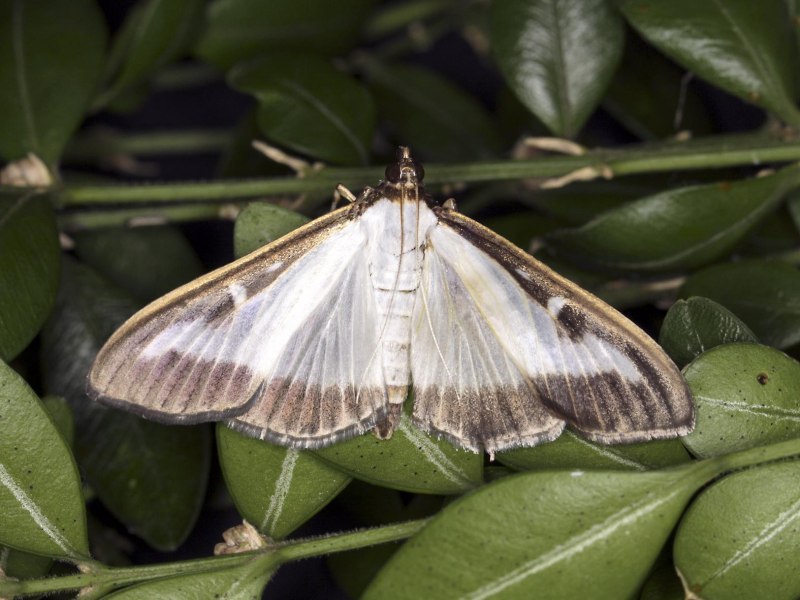 Cydalima perspectalis