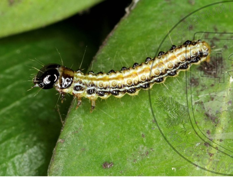 Cydalima perspectalis Самшитовая огневка