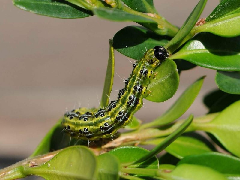 Cydalima perspectalis