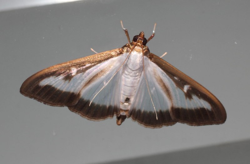 Cydalima perspectalis Самшитовая огневка