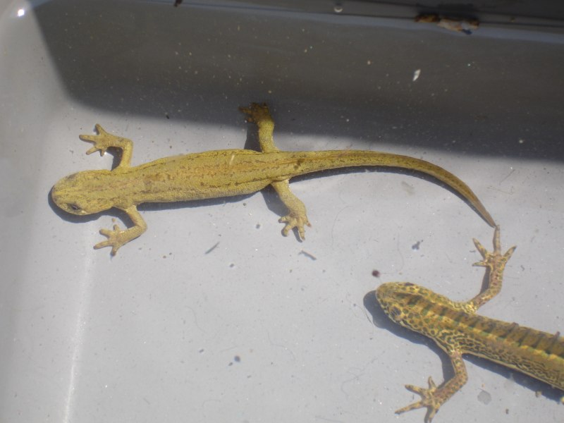 Малоазиатский Тритон (Triturus vittatus)