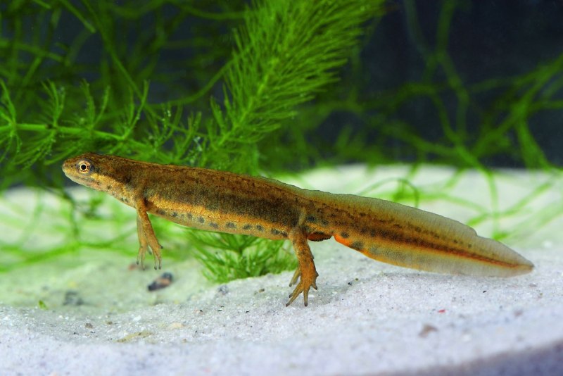 Обыкновенный Тритон Lissotriton vulgaris