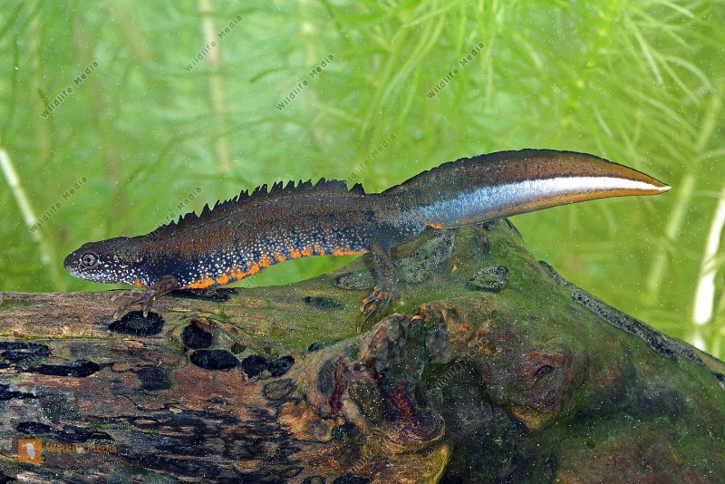 Triturus cristatus гребенчатый Тритон