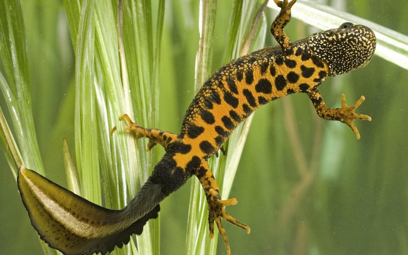 Тритон Карелина (Triturus karelinii)