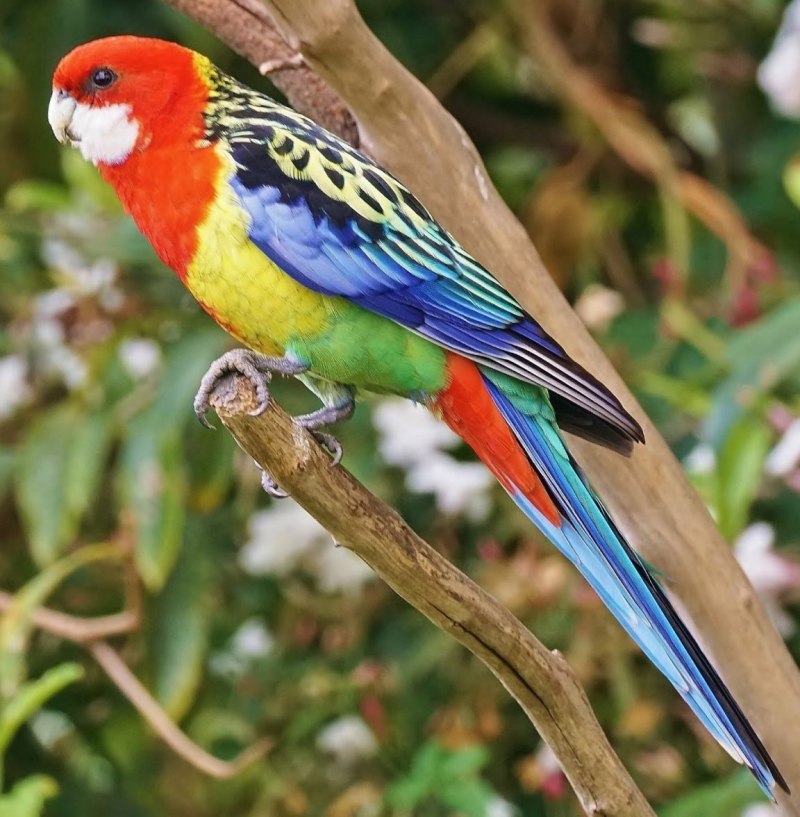 ROSELLAEXTREM