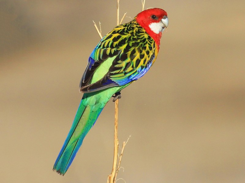 Розелла пестрая Platycercus Eximius
