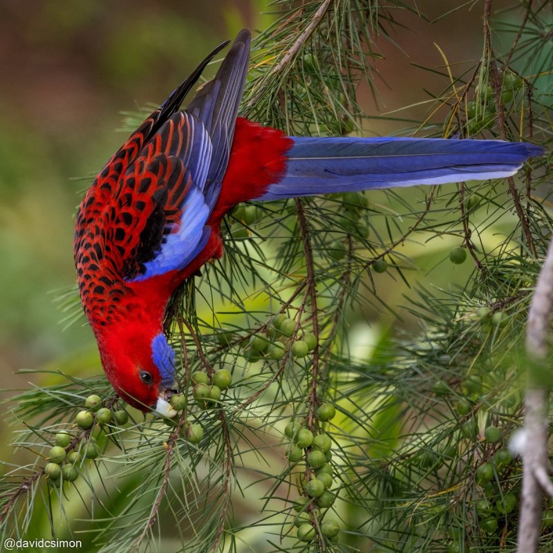 Green Rosella
