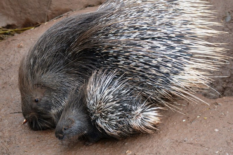 Coendou prehensilis