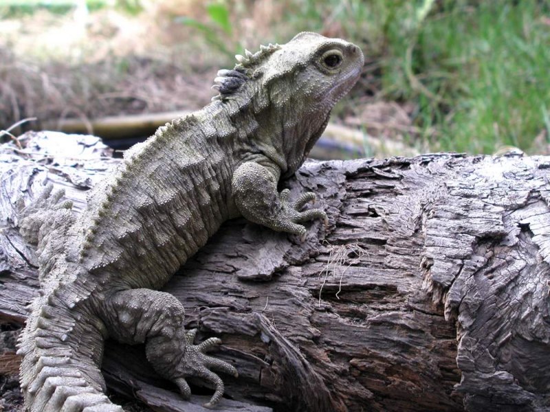 Гаттерия Sphenodon punctatus
