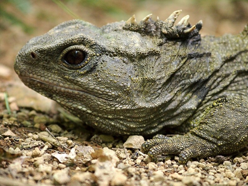 Гаттерия Sphenodon punctatus