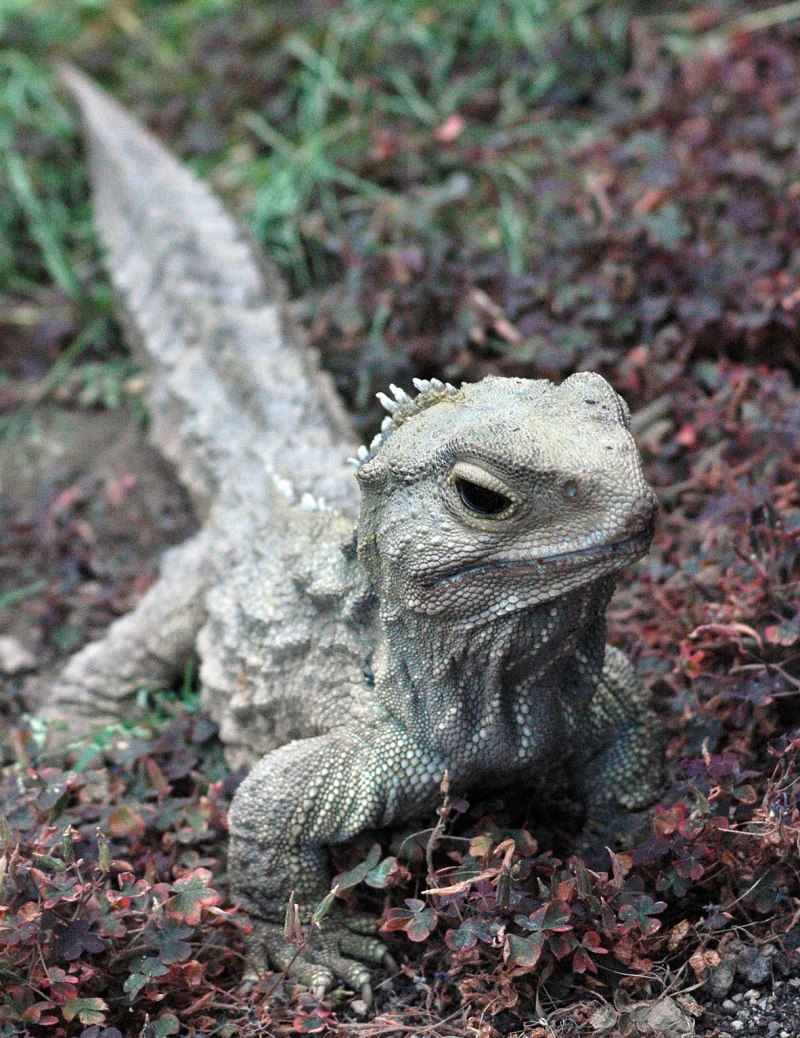 Гаттерия Sphenodon punctatus