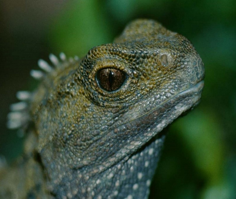 Гаттерия Sphenodon punctatus