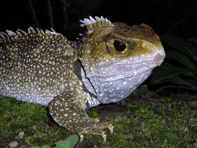 Гаттерия Sphenodon punctatus