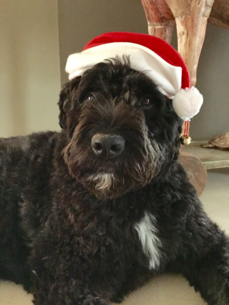 Dog 101 Russian Terrier