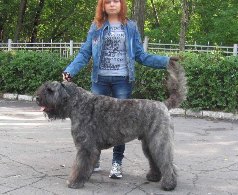Фландрский бувье некупированный