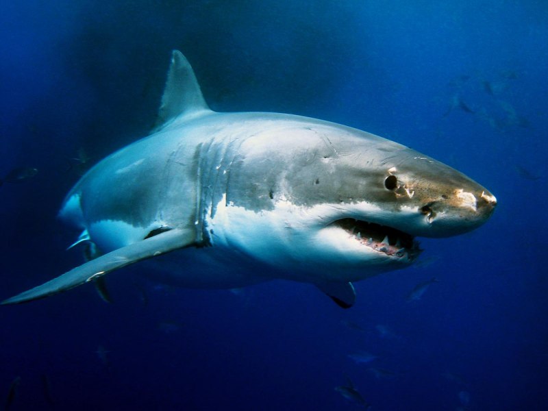 Carcharodon carcharias