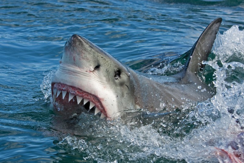 Большая белая акула (Carcharodon carcharias)