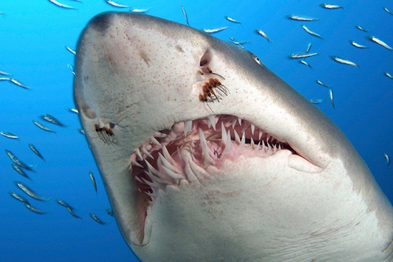 Белая акула Carcharodon carcharias