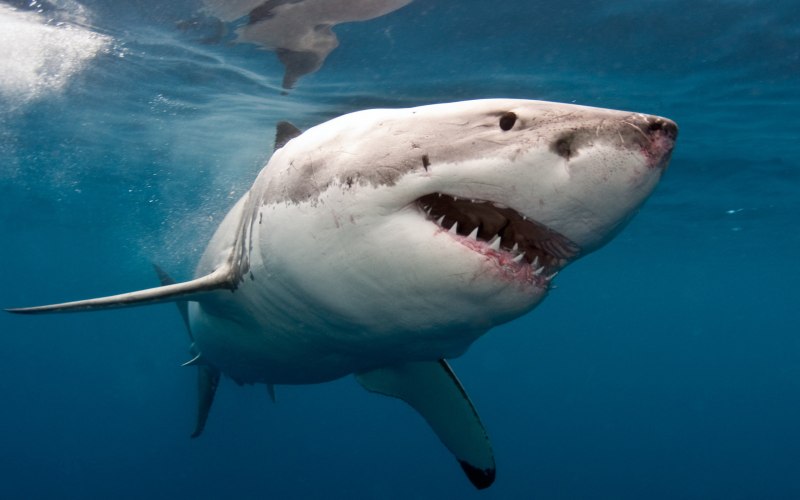 Агрессивная акула (61 фото)