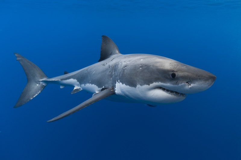 Акула Carcharodon carcharias