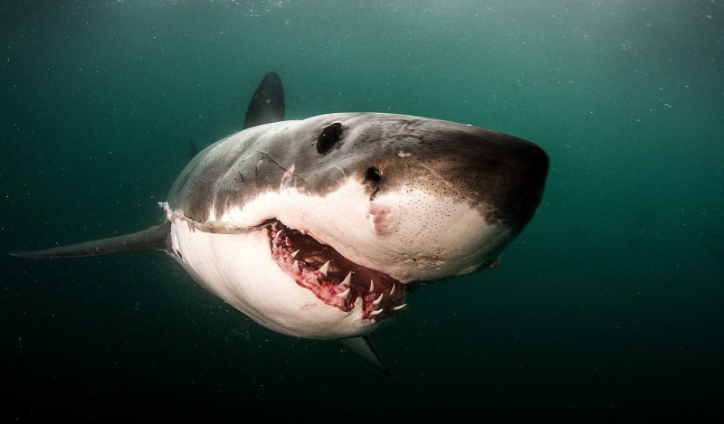 Никарагуанская акула Carcharhinus nicaraguensis