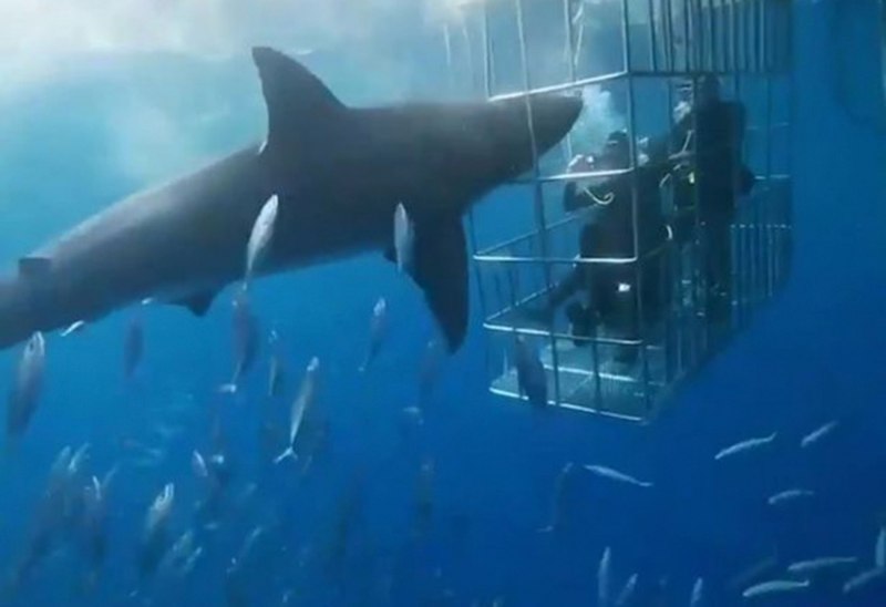 Great White Shark , Carcharodon carcharias,