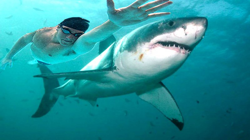 Большая белая акула (great White Shark)