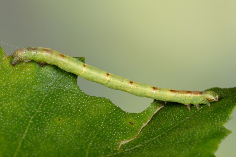 Colotois pennaria