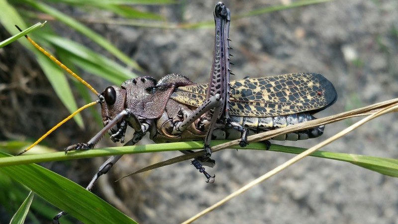 Гусеница Apochima juglansiaria