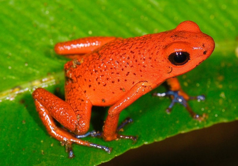 Dyscophus antongilii