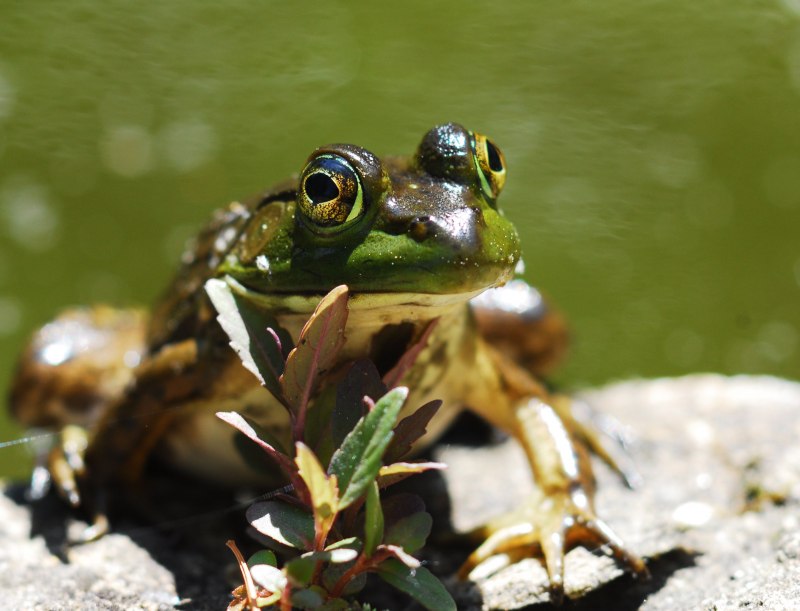 Лягушка-помидор (томатный узкорот, Dyscophus antongilii)