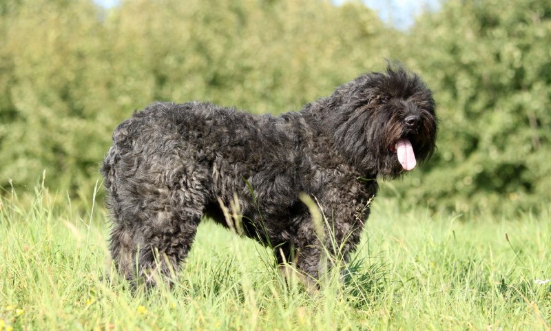 Bouvier des Flandres порода