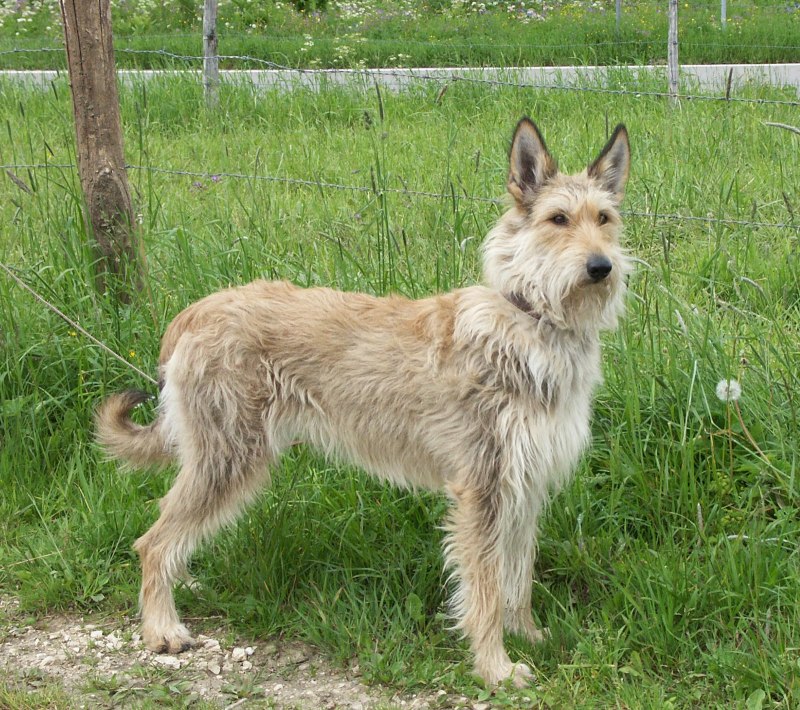 Фландрский бувье