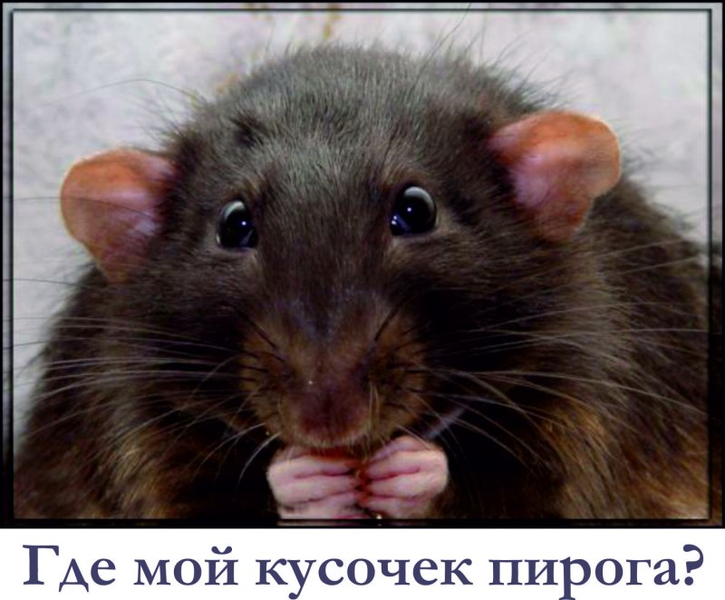 Морда крысы