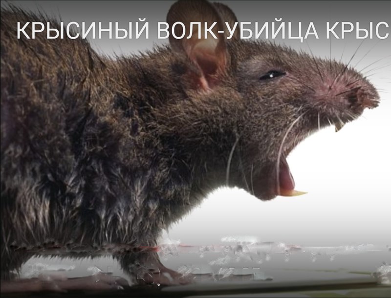 Мордочка крысы