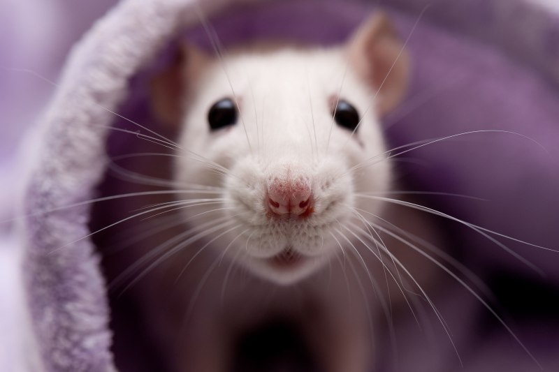 Hyorhinomys stuempkei
