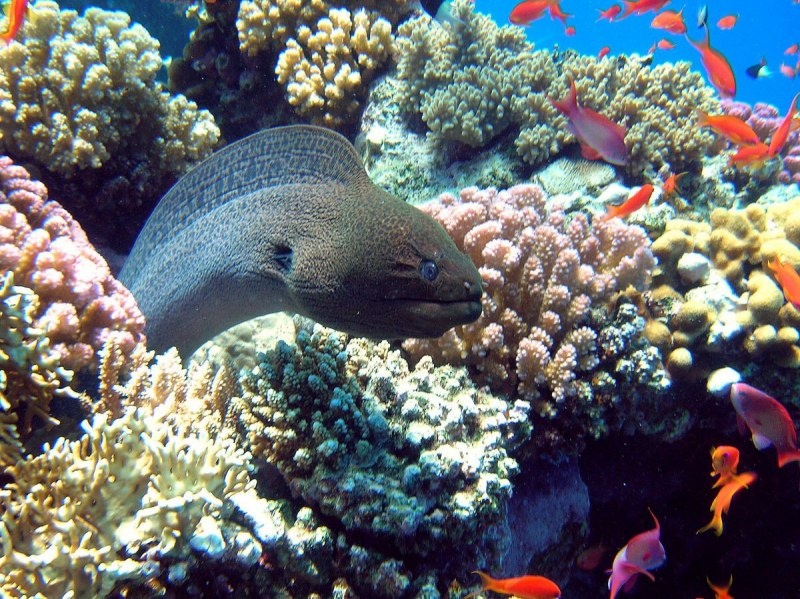 Рыбы красного моря мурена