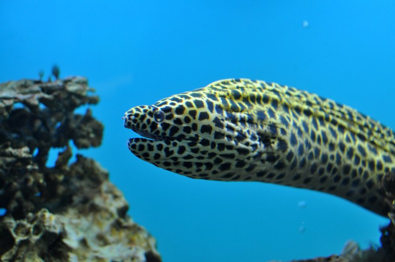 Giant Moray - гигантская мурена