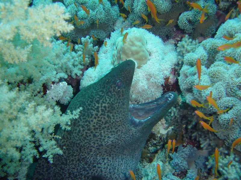 Giant Moray - гигантская мурена
