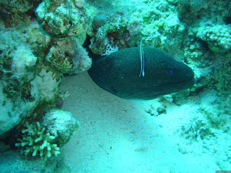 Гигантская мурена красного моря