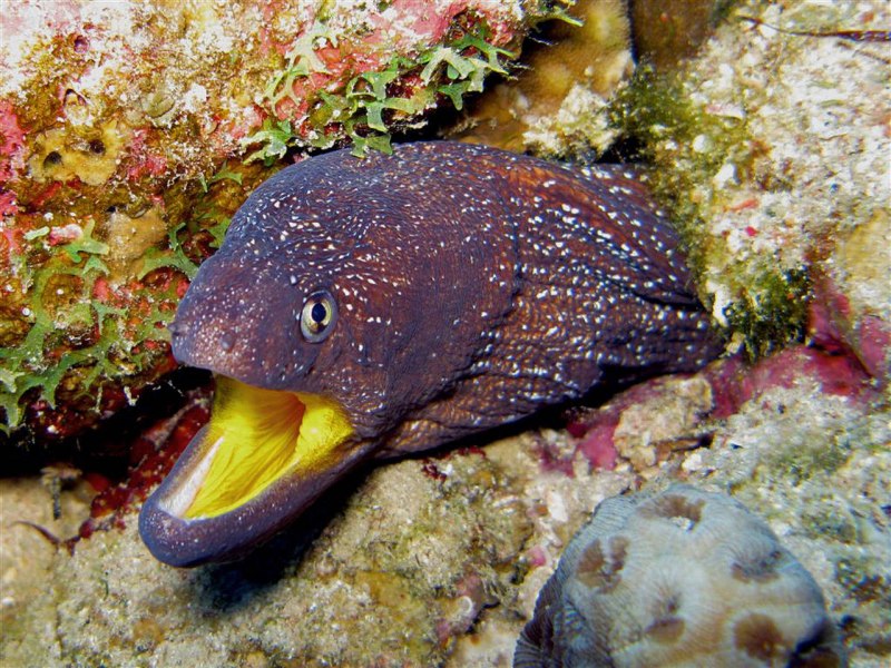 Мурена в Красном море