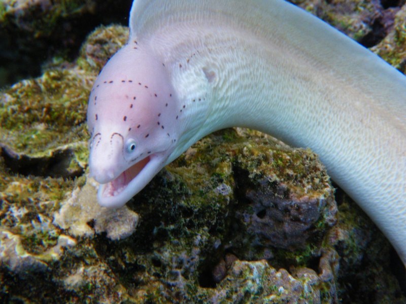 Gymnothorax favagineus