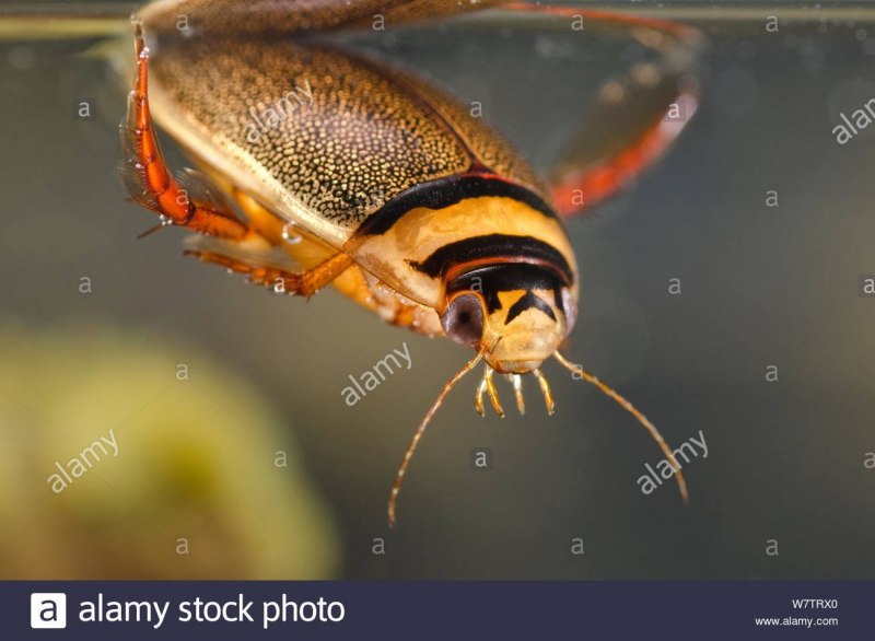 Окаймлённый плавунец (Dytiscus marginalis)