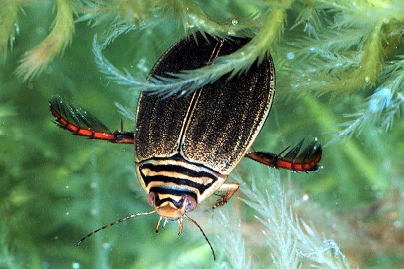 Окаймлённый плавунец (Dytiscus marginalis)