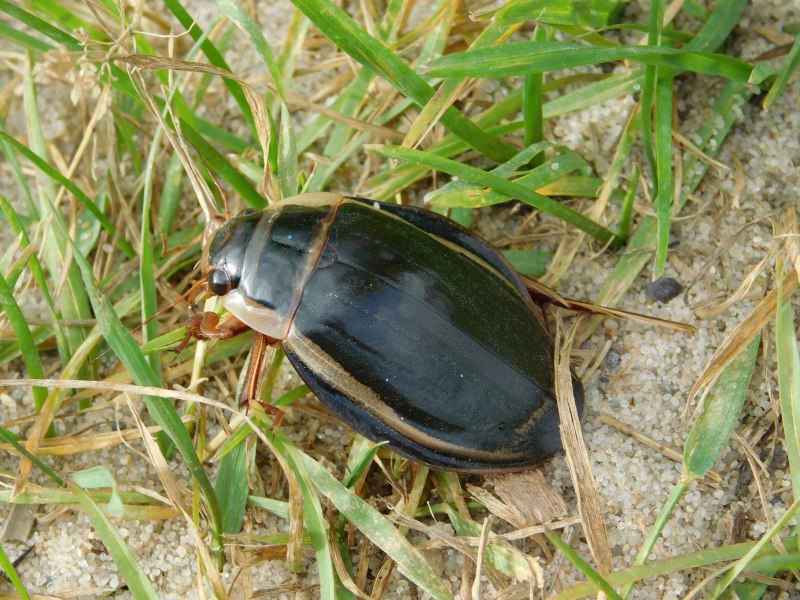 Жук-вертячка (семейство Gyrinidae)