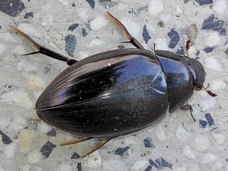 Dytiscus dimidiatus Жук плавунец