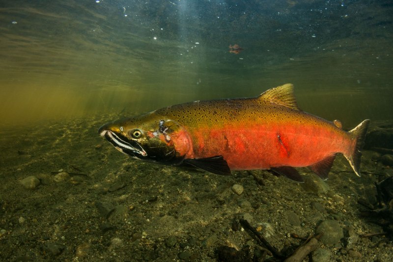 Атлантический лосось Salmo Salar