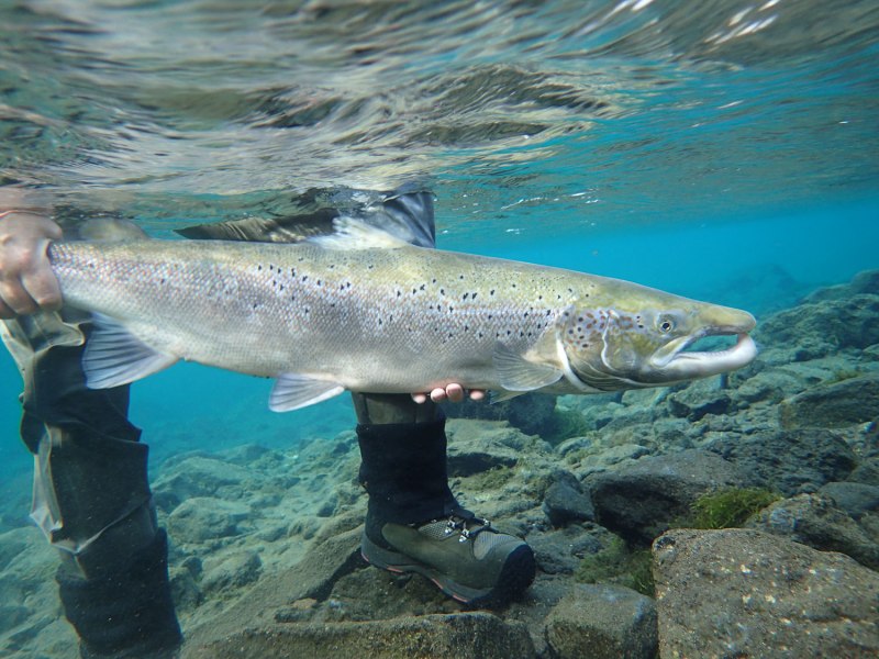 Лосось Salmo Salar