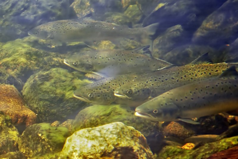 Лосось Salmo Salar