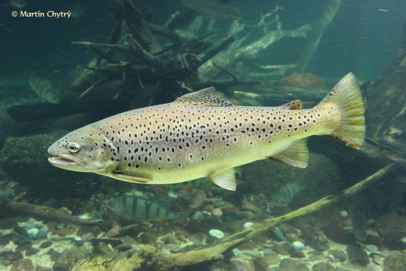 Сёмга (Salmo Salar